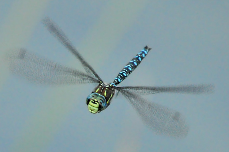 dragonfly dragonfly