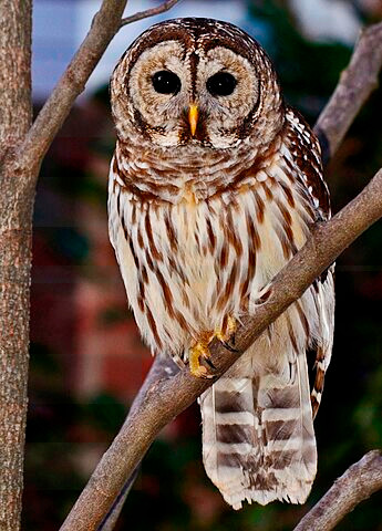 Barred Owl by Gareth Rasberry on wikimedia Barred Owl by Gareth Rasberry on wikimedia