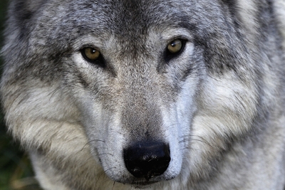 Gray Wolf by Bert de Tilly on wikimedia Gray Wolf by Bert de Tilly on wikimedia